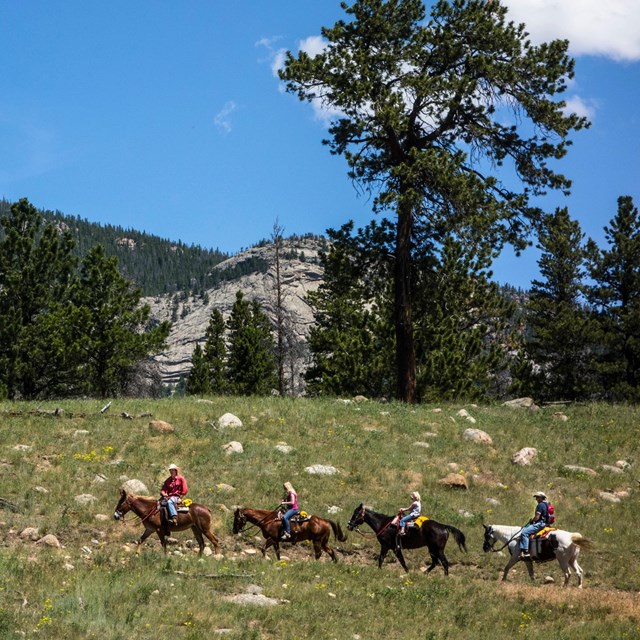 A group of four is riding horses on a trail in summer, riding past a meadow with green grasses.