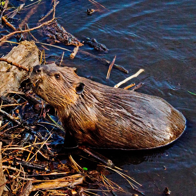  Beaver in a pond