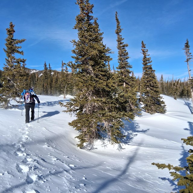 A person is snowshoeing on a trail with wind-drifted snow and pine trees