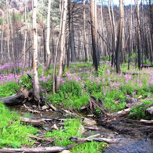 pink flowers and green grasses growing back after a wildfire