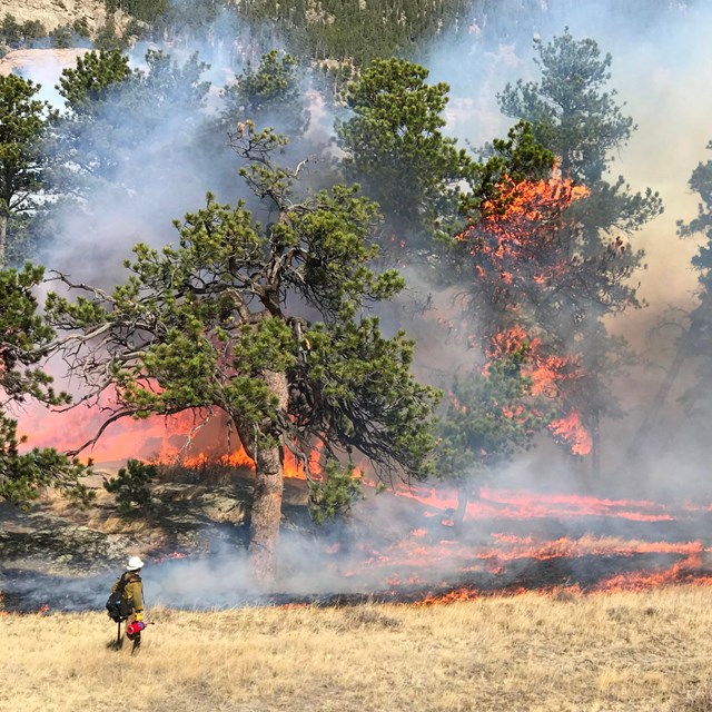 a firefighter monitoring a prescribed fire in ponderosa pines