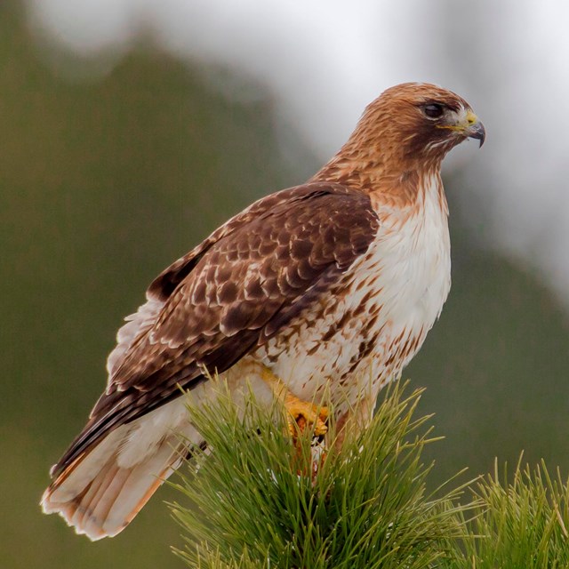 Red-tailed Hawk perched on top of a pine tree