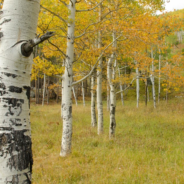 Aspen that have turned to gold in Autumn