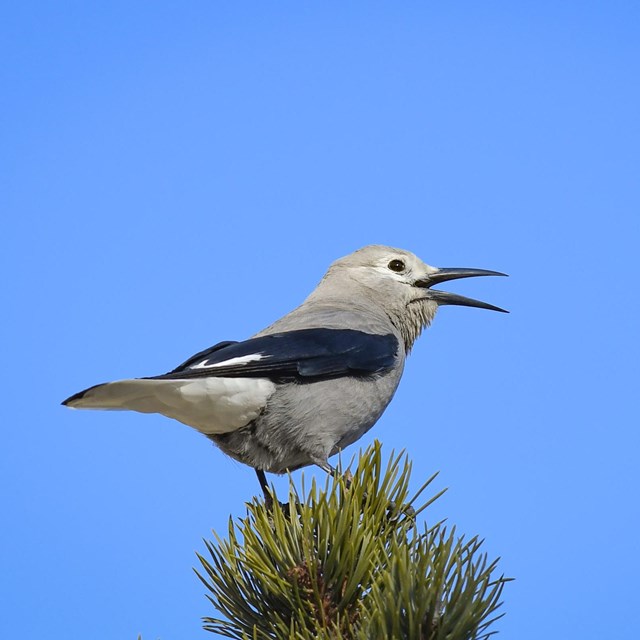 Clark's Nutcracker calling from the top of a Ponderosa Pine Tree.