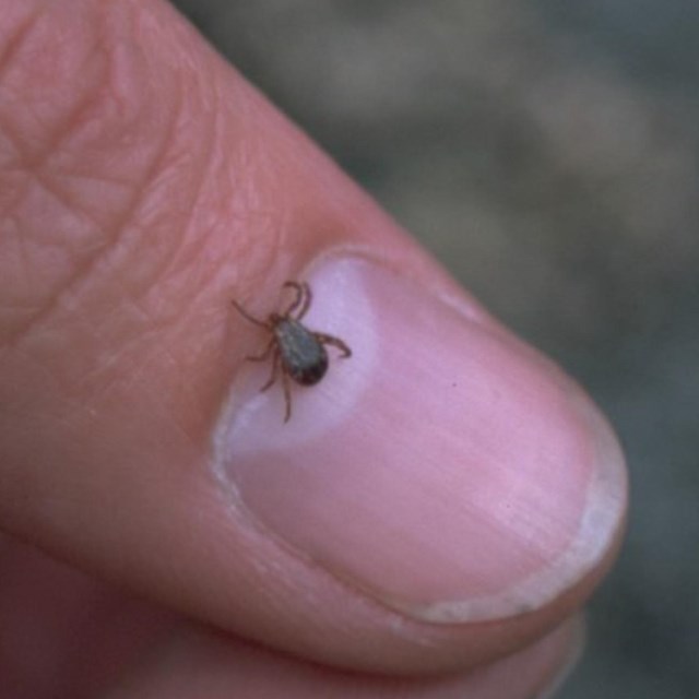 A tick is climbing on a person's thumbnail 