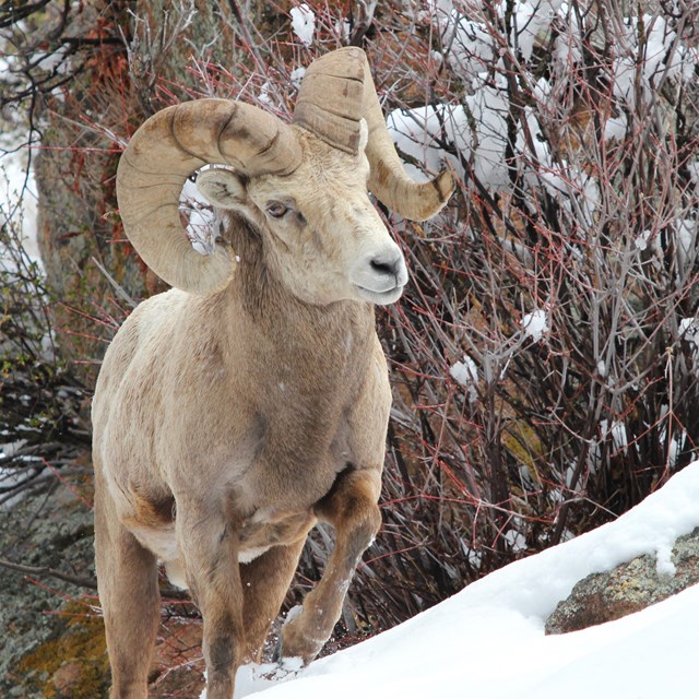 Plan for a Winter Visit to Rocky Mountain National Park