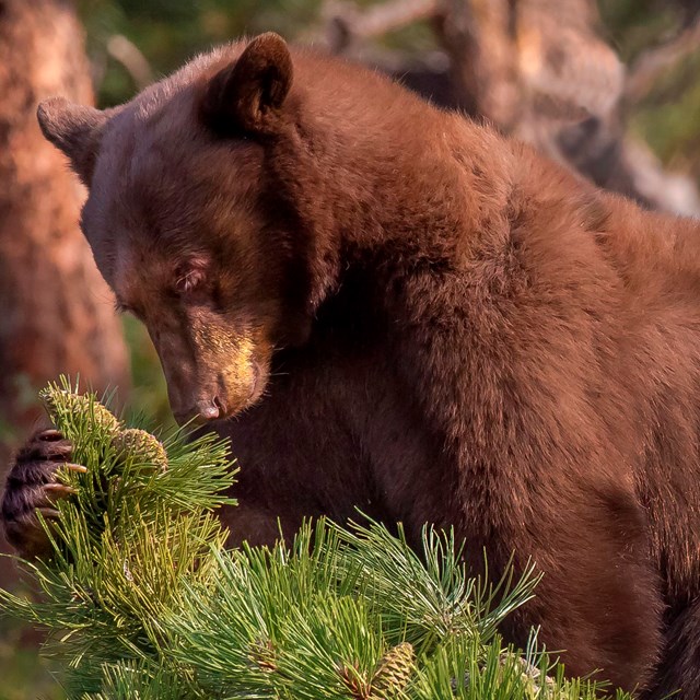 A black bear in a pine tree