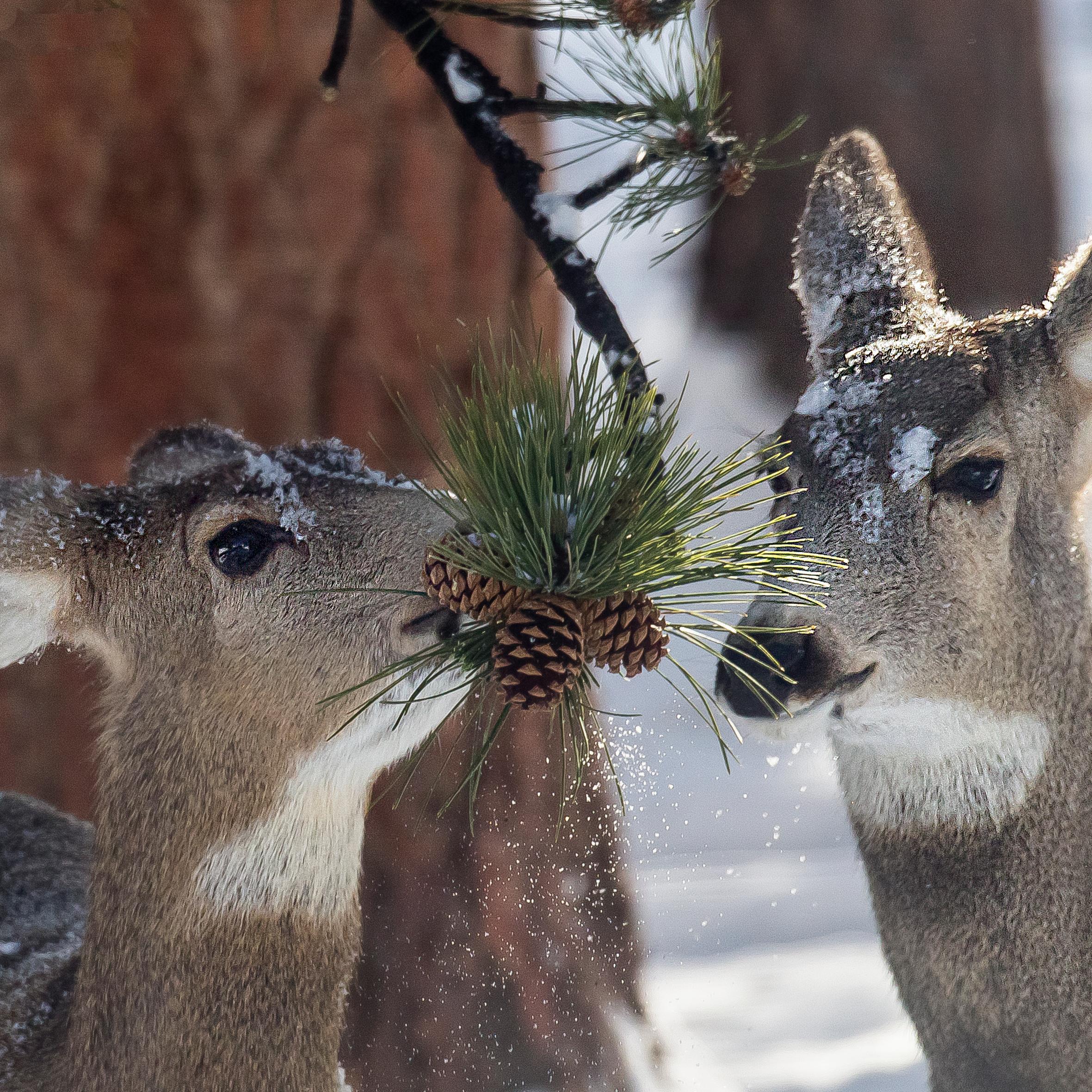 Two Mule deer does with one on the left eating a pinecone in winter, snow is on the ground