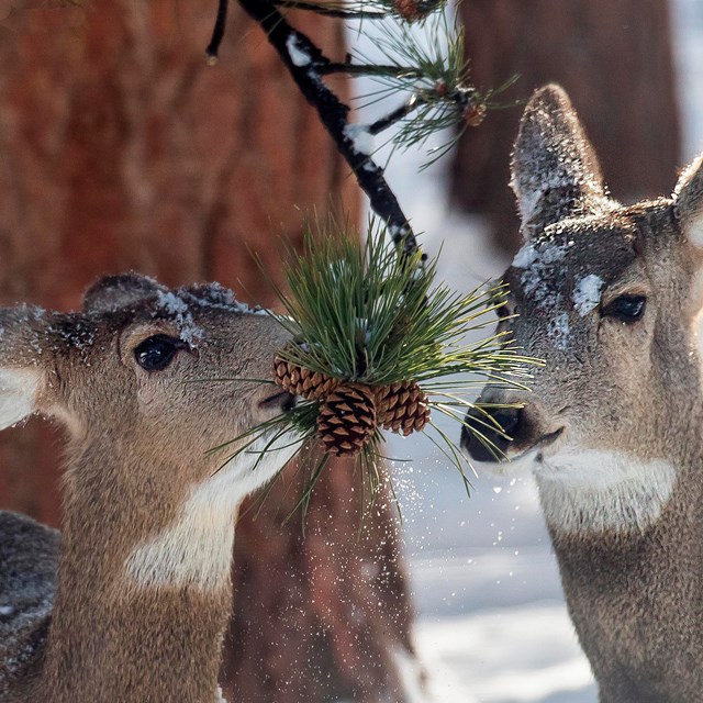 Two Mule deer does with one on the left eating a pinecone in winter, snow is on the ground