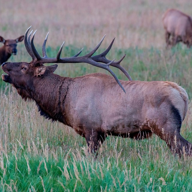 A bull elk bugles in autumn. 