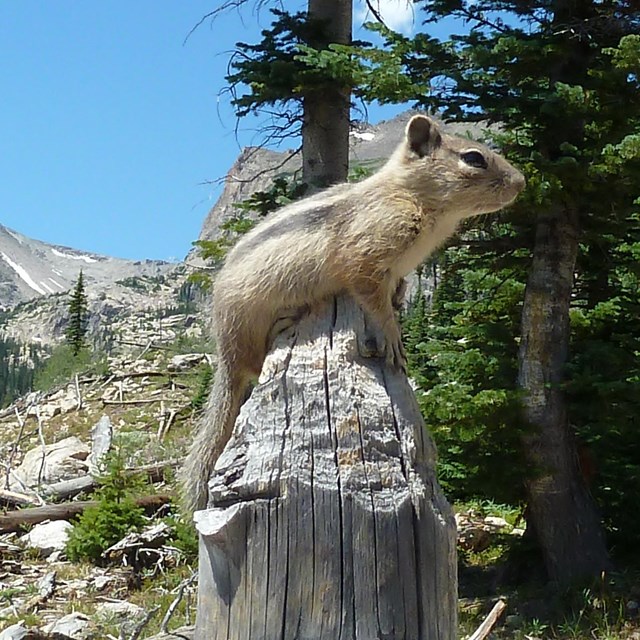 A Squirrel is perched on a wooden post