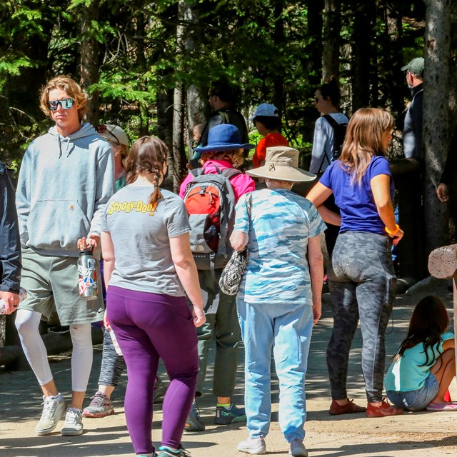 Crowd of people on sidewalk with green trees in background.
