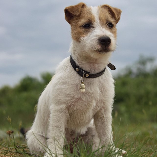 Pets In The Park