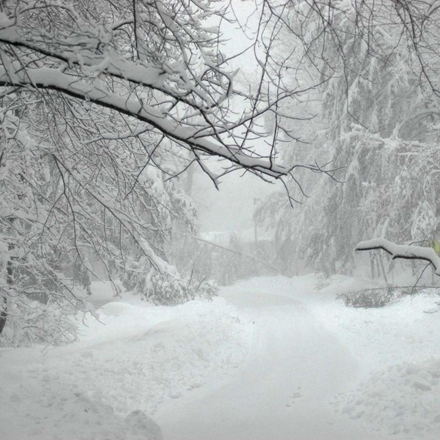 Picture of snowy forest