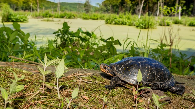 A turtle rests on a rock by a river