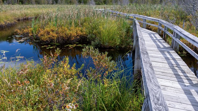 A wooden pedestrian bridge passes over a creek and tall green shrubbery. 