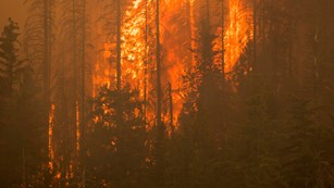 Bright orange flames burn tall trees in a smoke engulfed forest. 