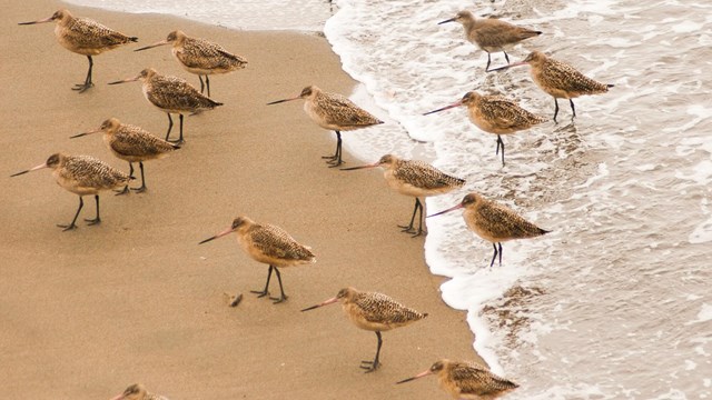 A flock of Willet birds walk alongside a foamy beach shore. 