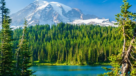Pine trees frame a distant mountain and lake under a clear blue sky.