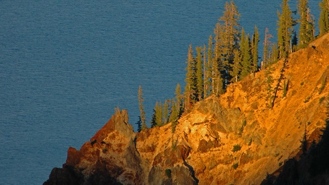 A cliffside with tall pine trees is illuminated by a setting sun with a vast ocean behind it. 