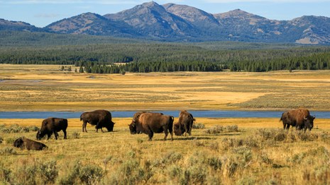 A herd of bison graze in front of a mountain landscape