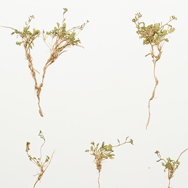 страница гербария с травянистым растением