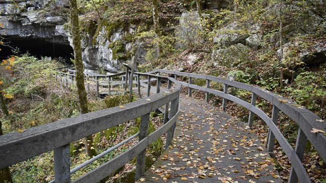 Boardwalk leading to the cave covered in leaves