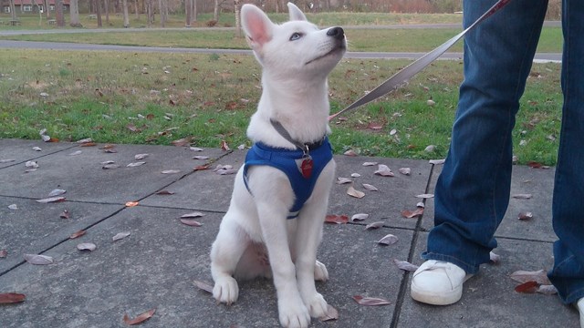 White dog sitting on the sidewalk