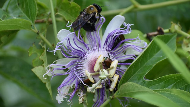 A bee and June bug rest on a purple passionflower bloom.
