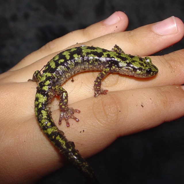 Green salamander on a hand