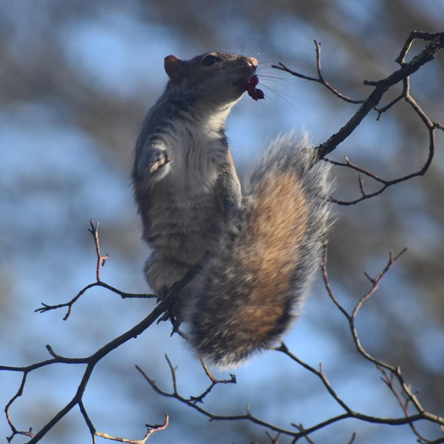 Squirrel on a tree branch 