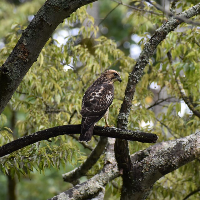 A hawk on a tree branch