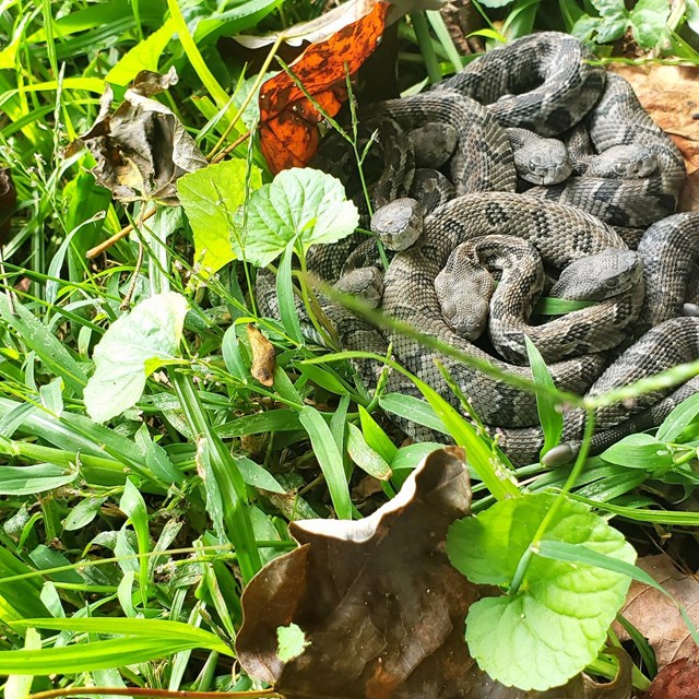 Multiple timber rattlesnakes 