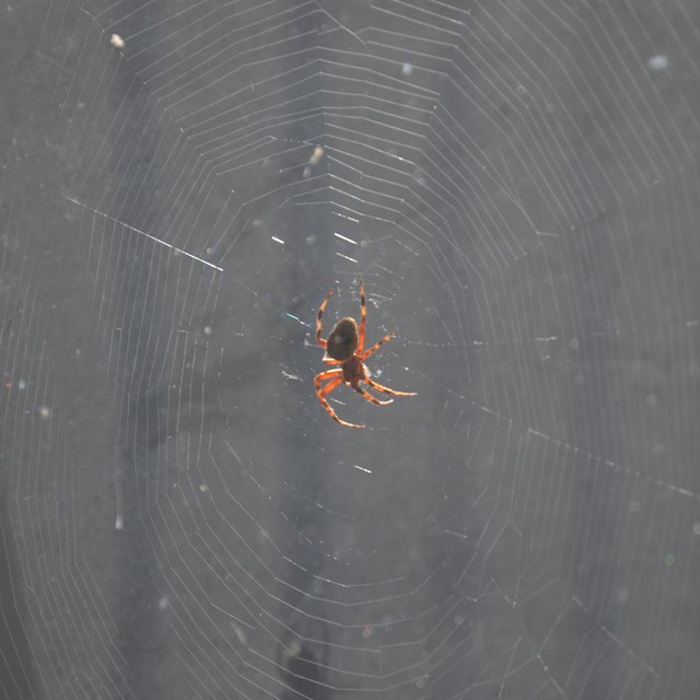 Spider on its web