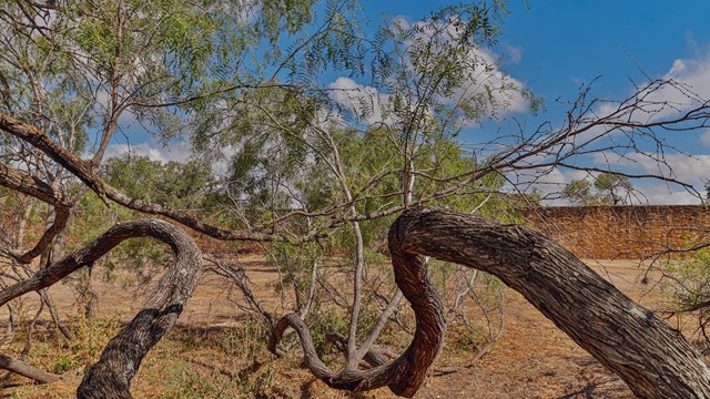 Winding mesquite tree branch