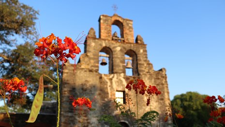 Mission Espada church with Pride of Barbados flowers in front.