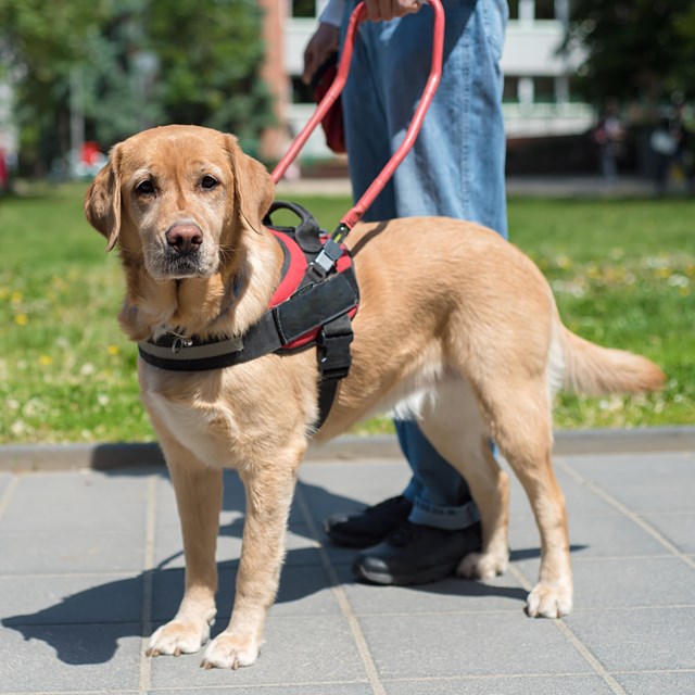 A dog wearing a harness and a vest.