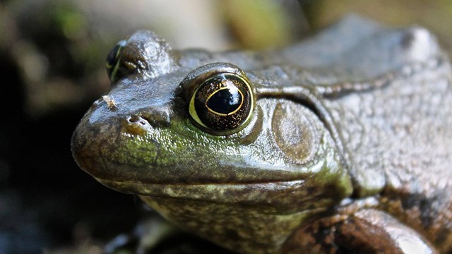 An up-close facial shot of a green frog with big bulging eyes and a closed mouth. NPS/Nelson