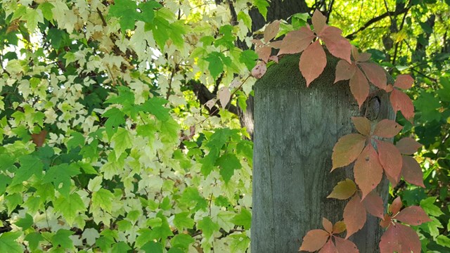 Reddish leaves of a Virginia Creeper cling to a wood post against a backdrop of green-leaves.