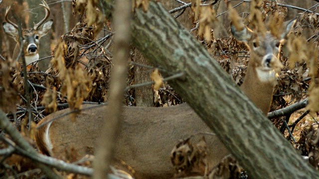 Two deer in woods behind trees and fall leaves