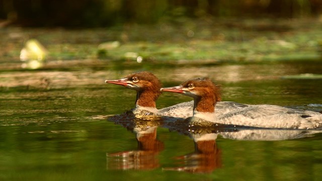 Two female common mergansers swim through lily pads.