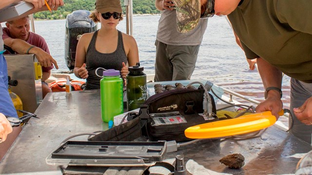 US Fish and Wildlife article on the winged mapleleaf mussel’s return