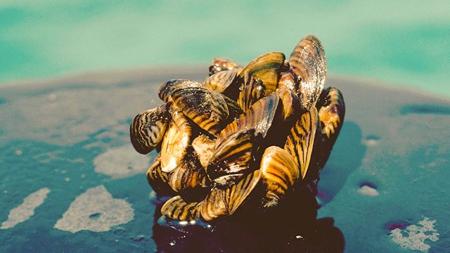 10 things about zebra mussels