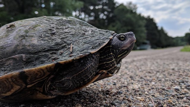 Report Wisconsin turtle sightings