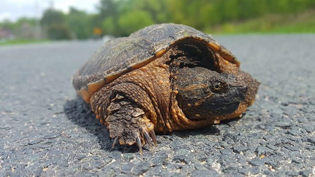 helping Minnesota turtles