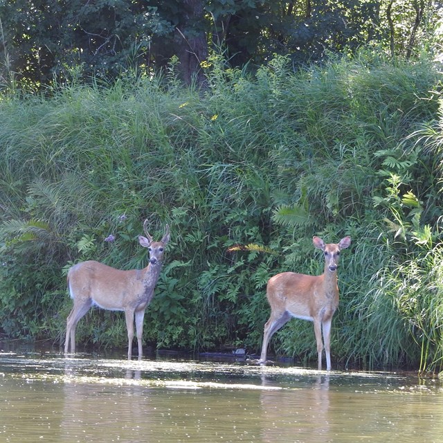 Two deer stand on the river's edge in the shade of the summer's sunshine. 