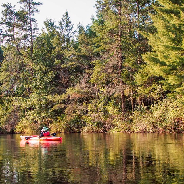 A kayaker floats past pines.