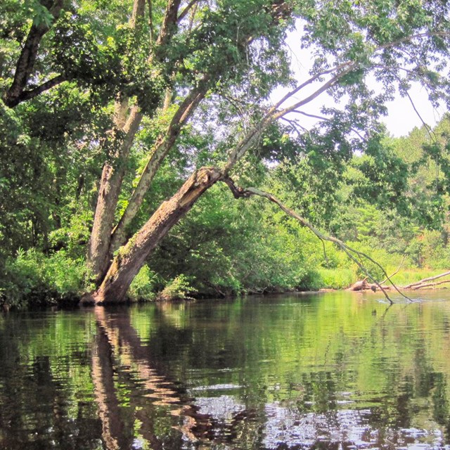 A tree is reflected in calm water.