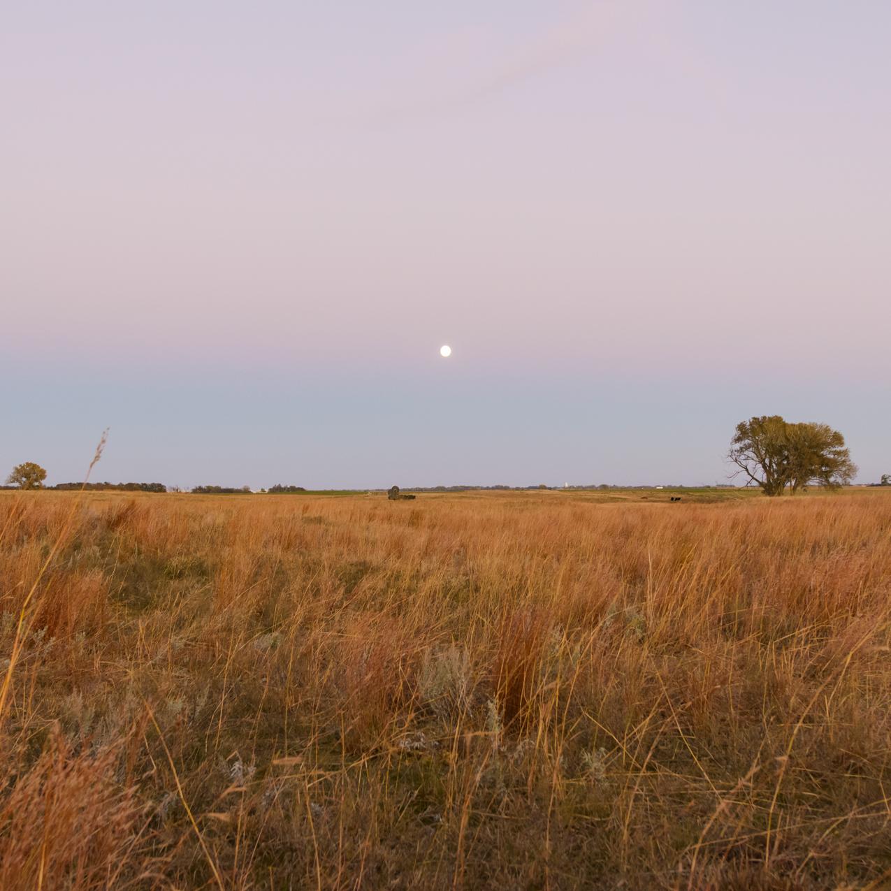 Ruts lead out into a field of grass, under a twilight.