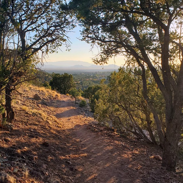 Path through two trees overlooking a mountain